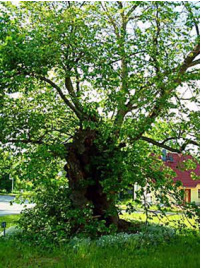 Die etwa 400 Jahre alte Rüster im Herzen der Gemeinde.